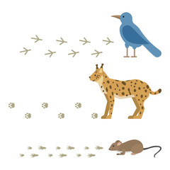Animal footprints include mammals and birds foot print trace wildlife track steps wild nature silhouette vector