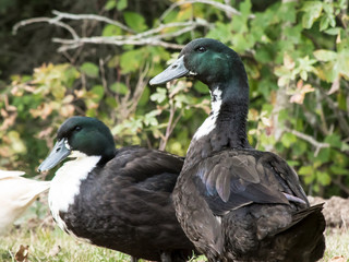 A Duck and it’s Mate