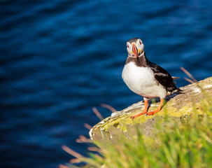 Icelandic Puffin bird standing on the rocky cliff, face straight to camera on a sunny day at Latrabjarg, Iceland, Europe.