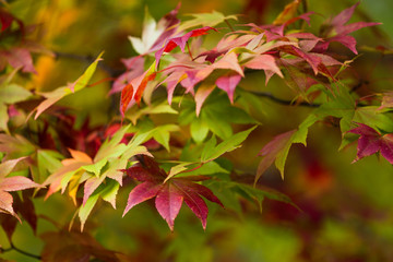 Change color of maple leave