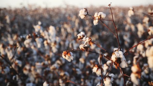 Close-up of ripe cotton boll at wind on a blurred background
