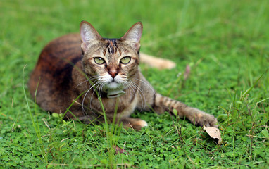 Naklejka na ściany i meble cat looking forward after play outdoor green field