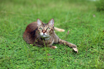 cat looking forward after play outdoor green field