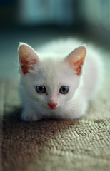 kitten