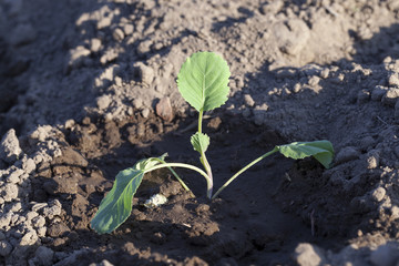 Young green cabbage