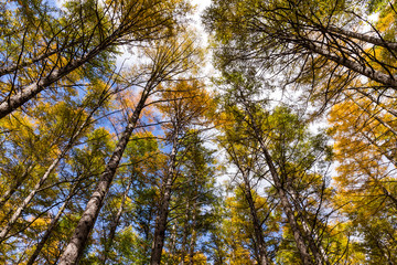 Fototapeta premium Forest in autumn