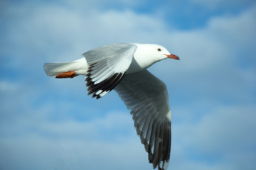 Seagull