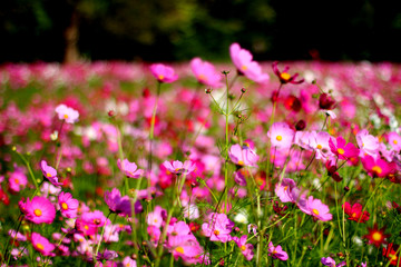 Obraz premium Colorful flower garden