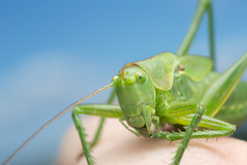 Macro photo of wart-biter on human skin 