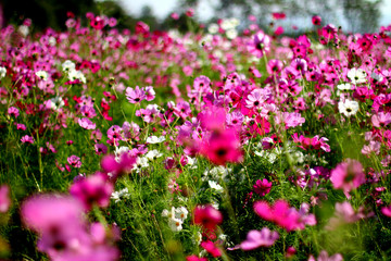 Obraz premium Colorful flower garden