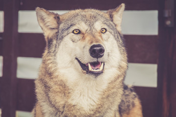Grey Wolf (Canis lupus) in rustic vintage barn