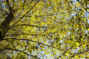 yellowed maple trees in autumn