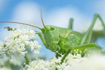 Wart-biter feeding on Caraway, Carum carvi, white clouds in the background