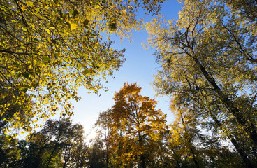 yellowed maple trees in autumn