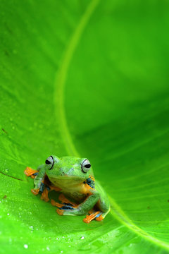 Tree Frog Inside A Banana Leaf, West Java, Indonesia