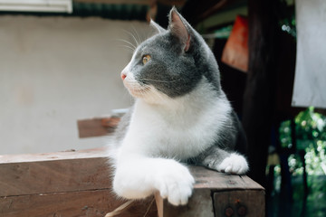 cute Thai cat