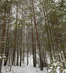 Trees in the forest in winter