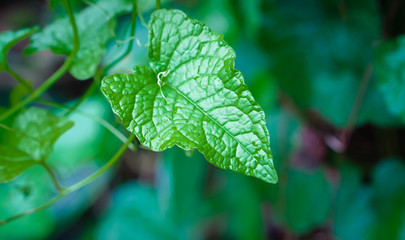 fresh green leaves spring texture background