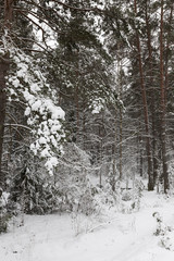 Snow drifts in winter