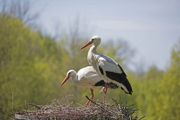 Storchenpaar im Nest