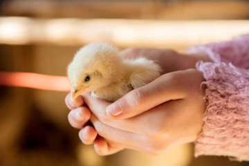 Chicken