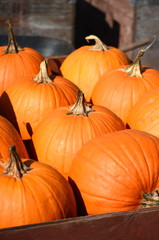 Large pumpkins sitting in large wooden bins