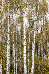 birch trees, autumn