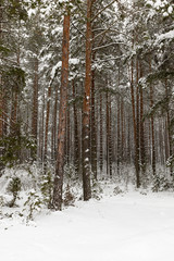 Winter season. Photo