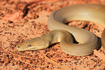Olive Python (Liasis olivaceus) in the top end of Northern Territory