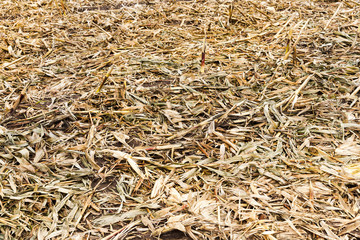 agricultural field with corn