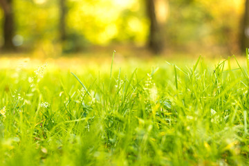 fresh spring green grass with bokeh background
