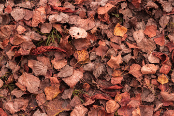 orange autumn background from fallen leaves of aspen