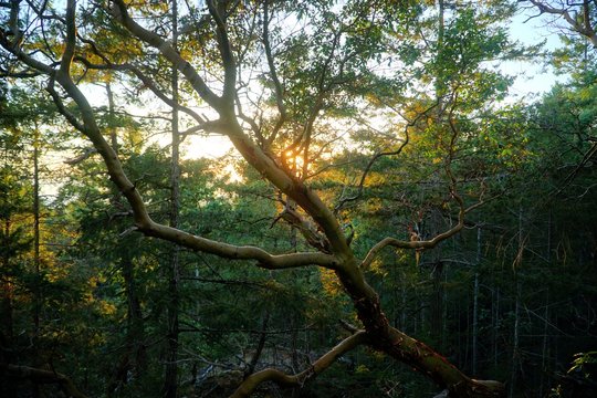 Amerikanischer Erdbeerbaum im Wald