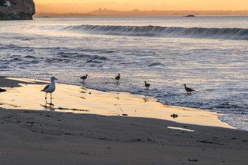 Fototapeta na wymiar silhouette of birds during sunrise in the Ocean in Avila Beach California