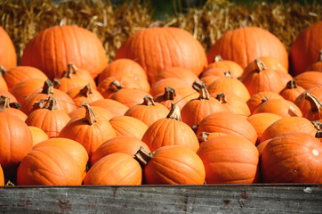 Harvest of large orange pumpkins