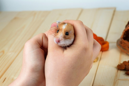 A hamster in human hands close-up against a background of light wood.