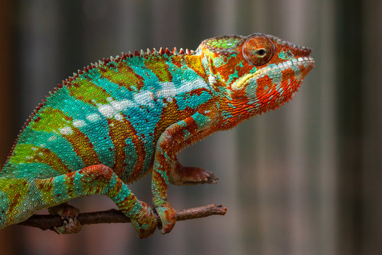 Panther Chameleon (Furcifer pardalis) on a branch, Jakarta, Indonesia