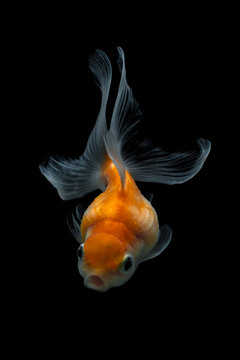 Portrait of a Goldfish