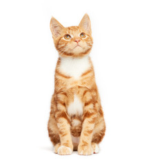 Obraz premium Adorable ginger kitten sitting against a white background looking up