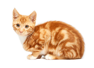Fototapeta premium Adorable ginger kitten sitting against a white background