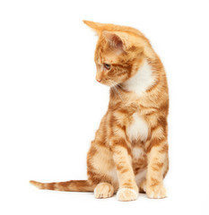Adorable ginger kitten sitting against a white background looking down