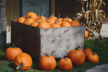 Pumpkins in an old wooden crate