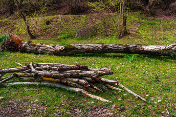 Fototapeta na wymiar Firewood in the forest