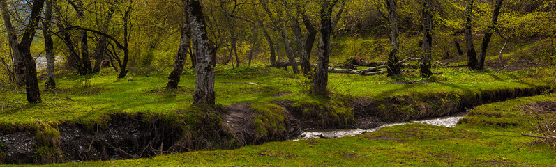 Green spring forest