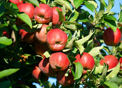 red apples on the tree in harvest season