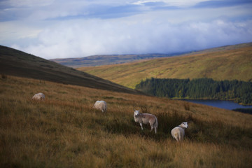 Welsh nature and wildlife 