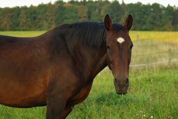 Obraz premium Warm-blooded bay mare on pasture