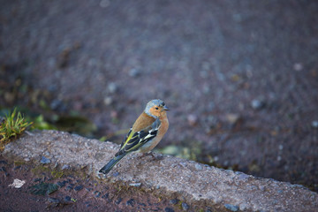 Welsh nature and wildlife 