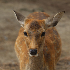 Fototapeta premium Deer