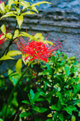 Cluster amaryllis, rain drops